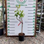 Mini marhuľa nízkokmenná (Prunus armeniaca) ´APRIGOLD´® - stredne skorá, výška 60-80 cm, kont. C10L